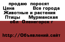 продаю  поросят  › Цена ­ 1 000 - Все города Животные и растения » Птицы   . Мурманская обл.,Оленегорск г.